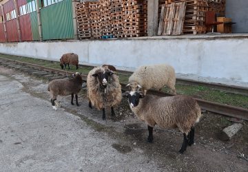 Баранчики на пилорамі Баранчики на пилорамі